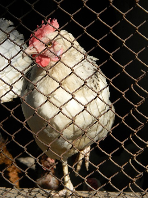 的策略无疑 的策略无疑